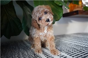 Nash - puppy for sale