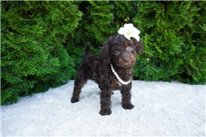Brooklyn - Cockapoo for sale