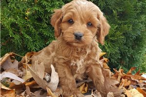 Archer - puppy for sale