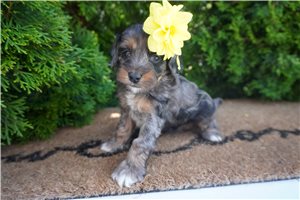 Bitsy - puppy for sale