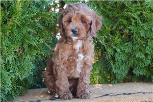 Amiyah - Cockapoo for sale