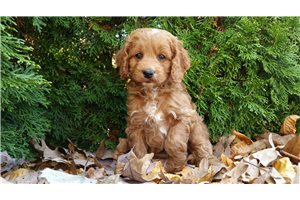 Apple - puppy for sale