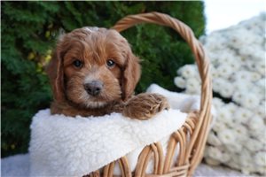 Donald - Cockapoo for sale