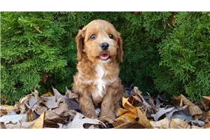 Astrid - Cockapoo for sale