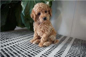 Nolan - Cockapoo for sale