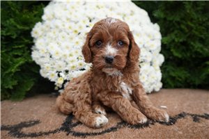 Dory - puppy for sale