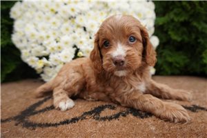 Deena - Cockapoo for sale