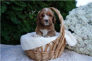 Draco - Cockapoo for sale