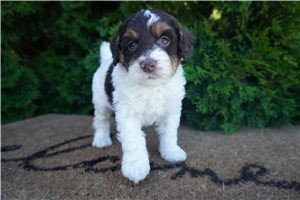 Brody - Cockapoo for sale