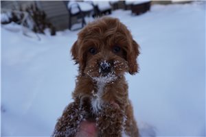 Alicia - Cockapoo for sale
