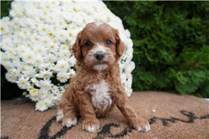 Dillon - Cockapoo for sale