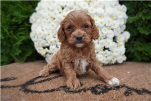 Delaney - puppy for sale