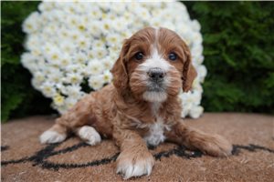 Damien - Cockapoo for sale