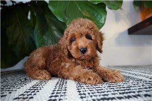 Nathan - Cockapoo for sale