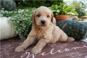Carver - Mini Goldendoodle for sale