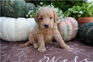 Cider - Mini Goldendoodle for sale