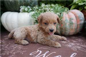 Cindy - puppy for sale