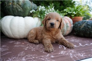 Colby - puppy for sale