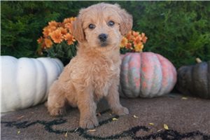 Cindy - Mini Goldendoodle for sale