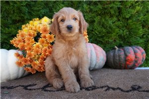 Colby - Mini Goldendoodle for sale