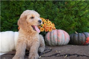 Carver - Mini Goldendoodle for sale