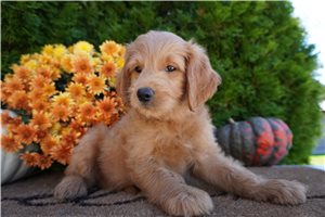 Colby - Mini Goldendoodle for sale