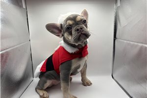 Courtney - French Bulldog for sale