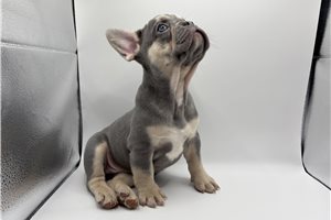 Coraline - puppy for sale