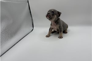 Cotton - puppy for sale