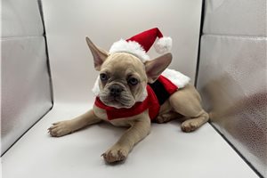 Cossette - French Bulldog for sale