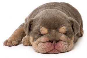 Mana - English Bulldog for sale