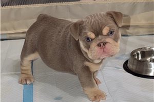 Mana - English Bulldog for sale
