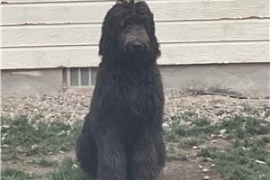 Peter - Labradoodle for sale