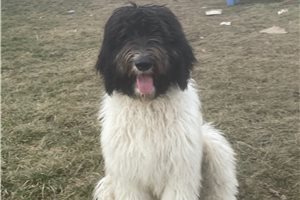 Parker - Labradoodle for sale
