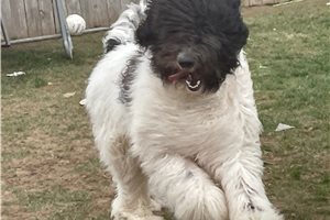 Parker - Labradoodle for sale