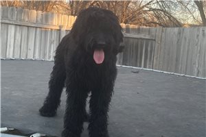Penelope - Labradoodle for sale