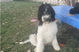 Phoenix - Labradoodle for sale