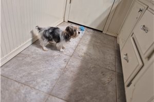 Mirabel - puppy for sale