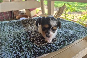 Mona - Shorkie for sale