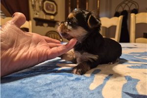 Lauren - puppy for sale
