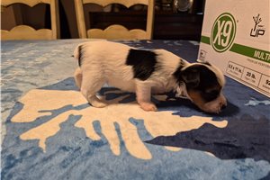 Lawrence - Shorkie for sale