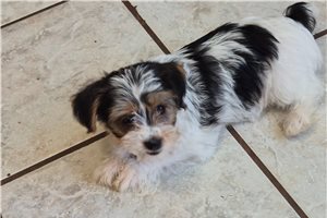 Mirabel - Shorkie for sale