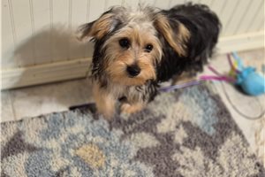 Mikey - puppy for sale