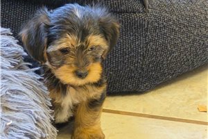 Mikey - Shorkie for sale