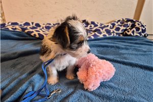 Lawrence - Shorkie for sale