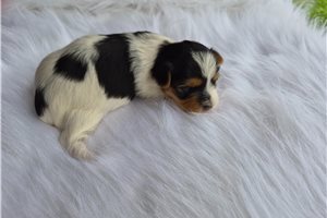 Mona - Shorkie for sale
