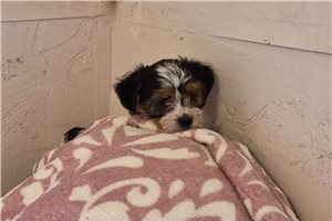 Mirabel - Shorkie for sale