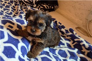 Milo - Shorkie for sale