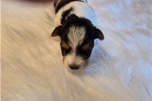 Mirabel - Shorkie for sale