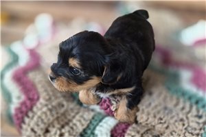 Mikey - Shorkie for sale